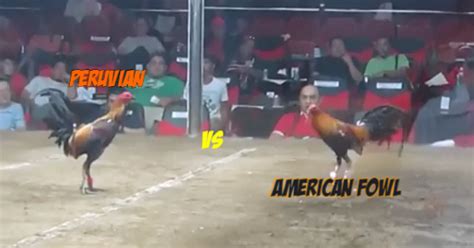 peruvian gamefowl fighting style.